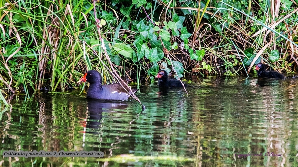 Gallinule poule d'eau-2.jpg