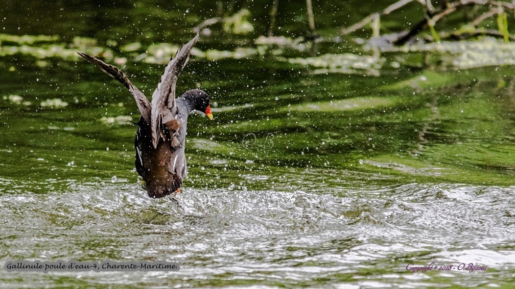 Gallinule poule d'eau-4 - Gallinule poule d'eau-4.jpg Gallinule poule d'eau-4.jpg