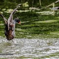 Gallinule poule d'eau-4||<img src=_data/i/upload/2020/07/08/20200708213705-ac75dde9-th.jpg>