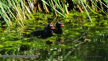 Gallinule poule d'eau-27