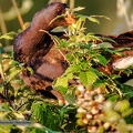 Gallinule poule d'eau-29||<img src=_data/i/upload/2020/07/08/20200708213917-1fcaaf75-th.jpg>