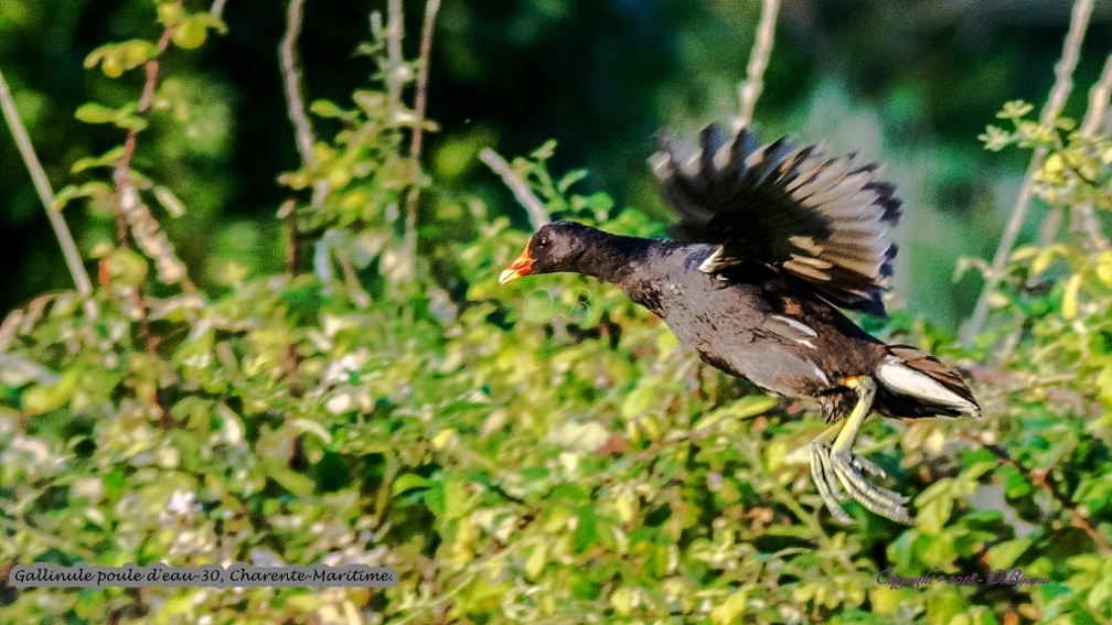 Gallinule poule d'eau-30.jpg