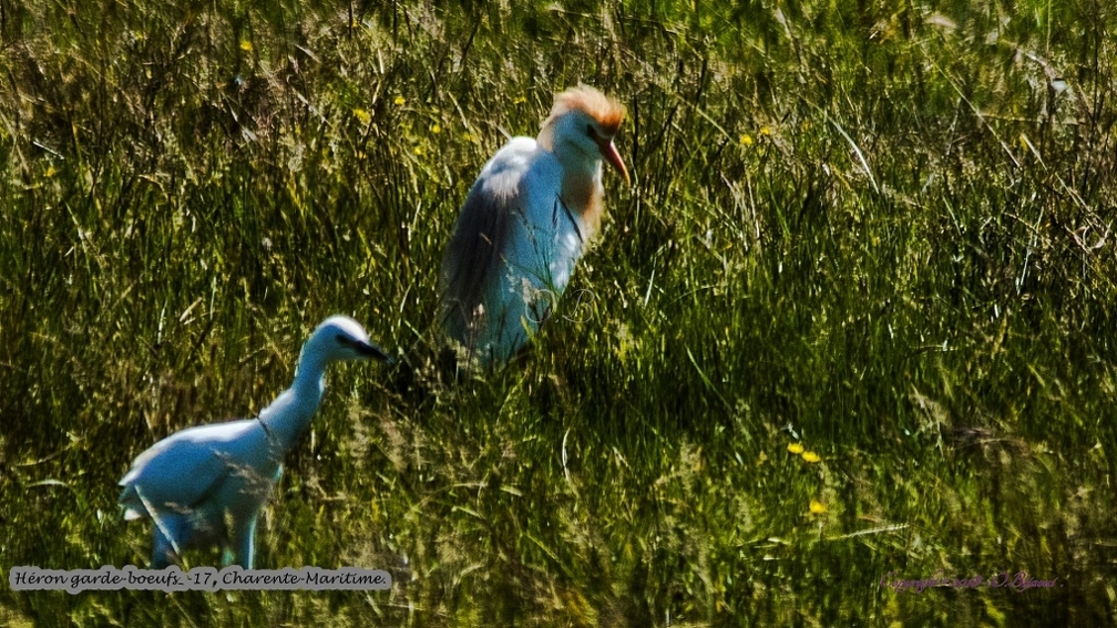 Héron garde-boeufs_-17.jpg