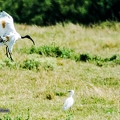 Ibis sacré -4||<img src=_data/i/upload/2020/07/08/20200708214359-6b6692bf-th.jpg>