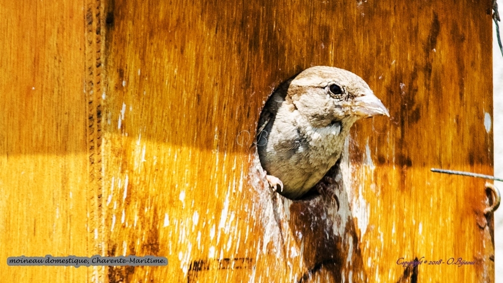 moineau domestique.jpg