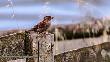 moineau domestique-2