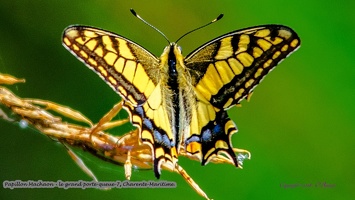 Papillon Machaon - le grand porte-queue-7