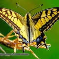 Papillon Machaon - le grand porte-queue-7||<img src=_data/i/upload/2020/07/09/20200709100712-1424ab7a-th.jpg>