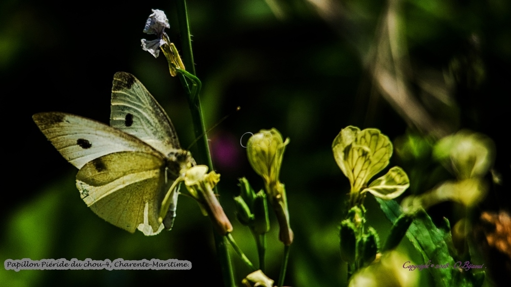 Papillon Piéride du chou-4.jpg
