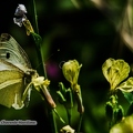 Papillon Piéride du chou-4||<img src=_data/i/upload/2020/07/09/20200709100718-6bdeb756-th.jpg>