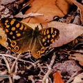 Papillon Tircis||<img src=_data/i/upload/2020/07/09/20200709100725-ebe29a4b-th.jpg>