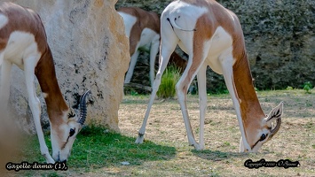 Gazelle dama (1)