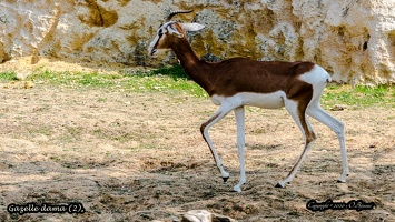 Gazelle dama (2)