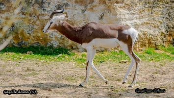 Gazelle dama (5)