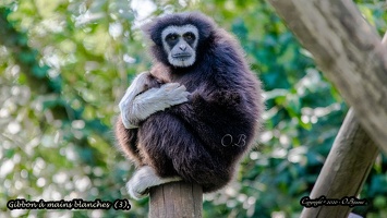 Gibbon à mains blanches  (3)