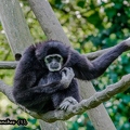 Gibbon à mains blanches  (5)||<img src=_data/i/upload/2020/09/25/20200925225656-e9b3bb09-th.jpg>