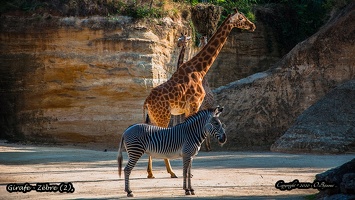Girafe - Zèbre (2)