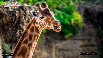 Girafe (5)