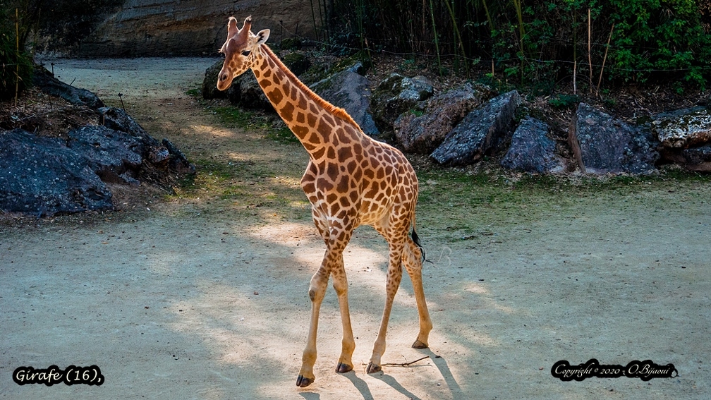 Girafe (16).jpg