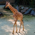Girafe (16)||<img src=_data/i/upload/2020/09/25/20200925225905-4dd797ee-th.jpg>
