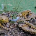 Grenouille- Triton palmé||<img src=_data/i/upload/2020/09/25/20200925225923-b99e8871-th.jpg>