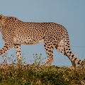 Guépard (5)||<img src=_data/i/upload/2020/09/25/20200925225948-6bd35117-th.jpg>