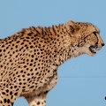 Guépard (9)||<img src=_data/i/upload/2020/09/25/20200925230019-5c2404c1-th.jpg>