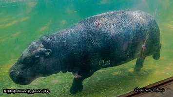 Hippopotame pygmée (4)