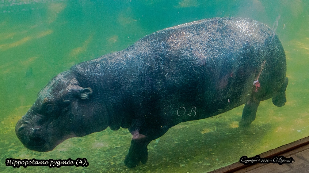 Hippopotame pygmée (4).jpg