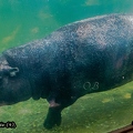 Hippopotame pygmée (4)||<img src=_data/i/upload/2020/09/25/20200925230047-513447f6-th.jpg>