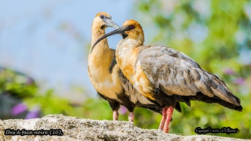 Ibis à face noire (10)