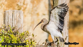 Ibis de Ridgway-Juvenil (1)