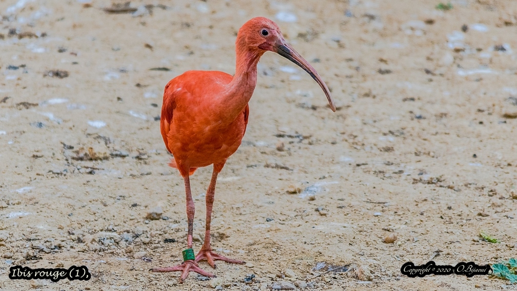 Ibis rouge (1).jpg