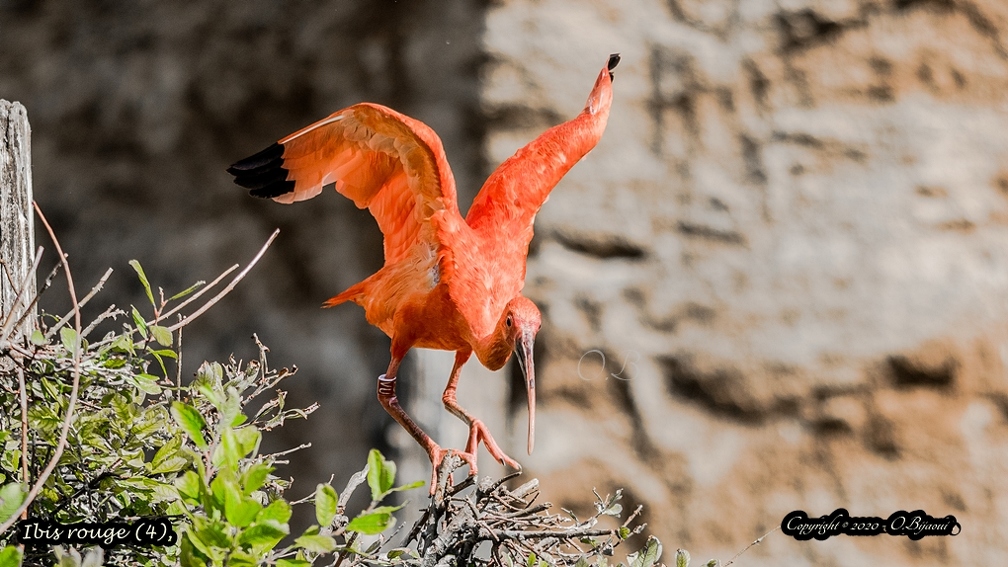 Ibis rouge (4).jpg