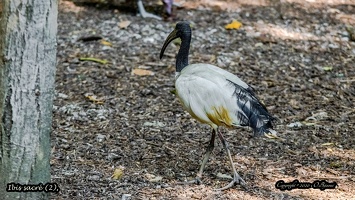 Ibis sacrè (2)