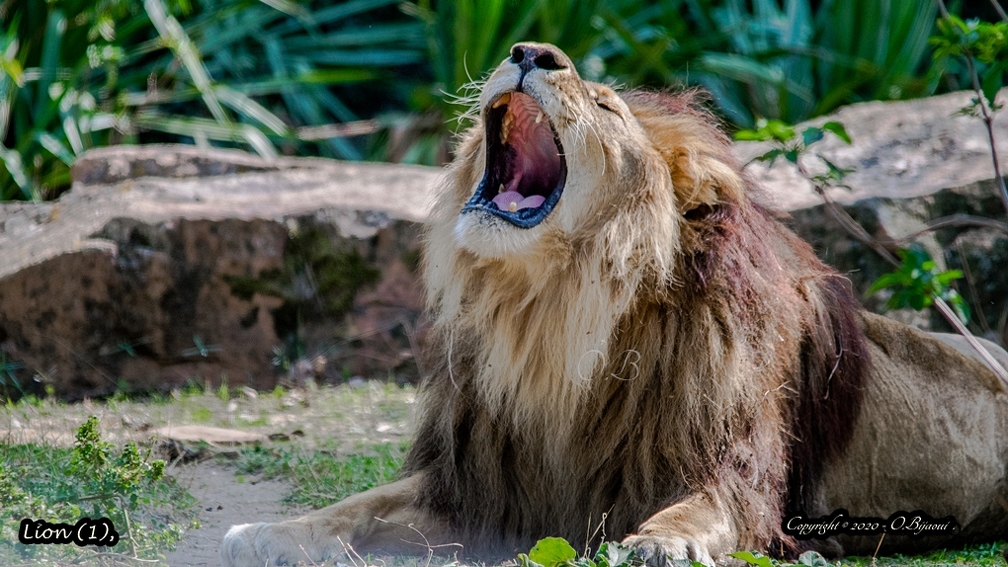 Lion (1).jpg