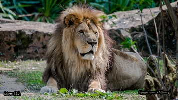 Lion (2)