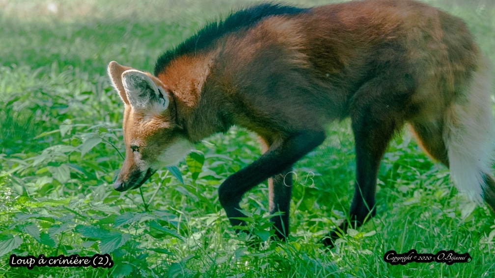 Loup à crinière (2).jpg