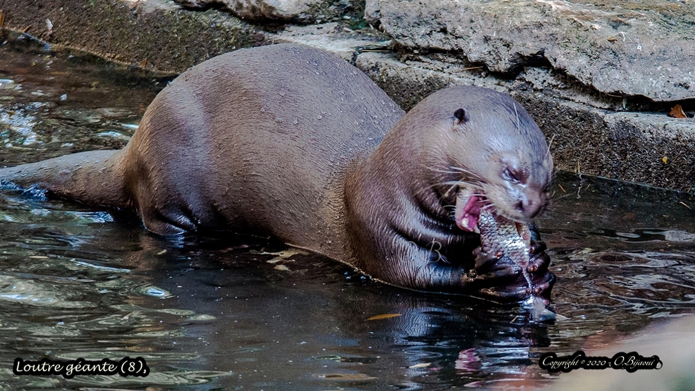 Loutre géante (8).jpg