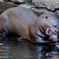 Loutre géante (8)||<img src=_data/i/upload/2020/09/25/20200925230436-733ed6fa-th.jpg>