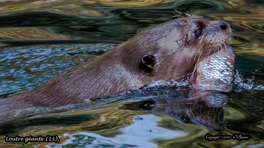 Loutre géante (13).jpg