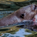 Loutre géante (13)||<img src=_data/i/upload/2020/09/25/20200925230504-4832ae4c-th.jpg>