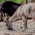 Markhor (2)||<img src=_data/i/upload/2020/09/25/20200925230605-14d10751-th.jpg>