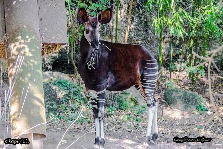 Okapi (1).jpg