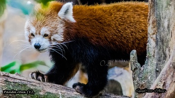 Panda roux (1)
