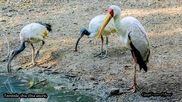 Tantale ibis-Ibis sacré