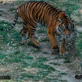 Tigre de Sumatra (1)||<img src=_data/i/upload/2020/09/25/20200925231429-f99a3bd8-th.jpg>