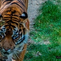 Tigre de Sumatra (2)||<img src=_data/i/upload/2020/09/25/20200925231440-58ce161f-th.jpg>