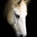 portrait de cheval||<img src=_data/i/upload/2021/02/16/20210216111108-e154b82a-th.jpg>