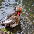 Canard||<img src=_data/i/upload/2021/02/18/20210218112324-9241ddbe-th.jpg>